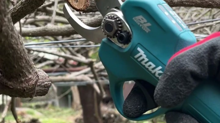 みかんの木を剪定している電動バサミと作業手袋